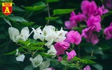 Hoa giấy bung nở khoe sắc ở Hà Nội